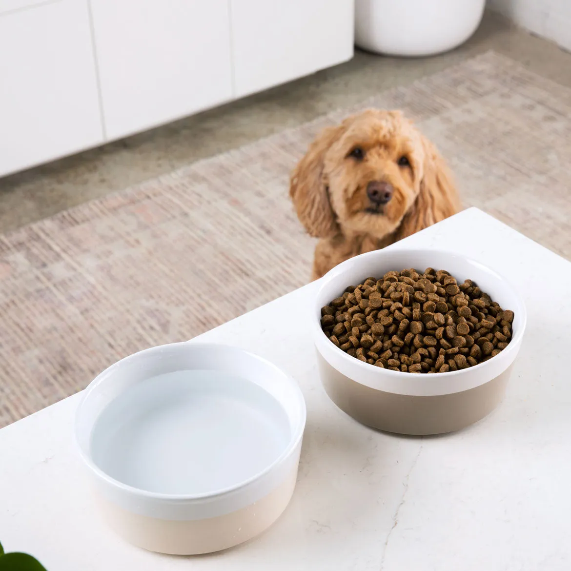 Dipper Ringwear - Dog Bowl - 5 Color Options