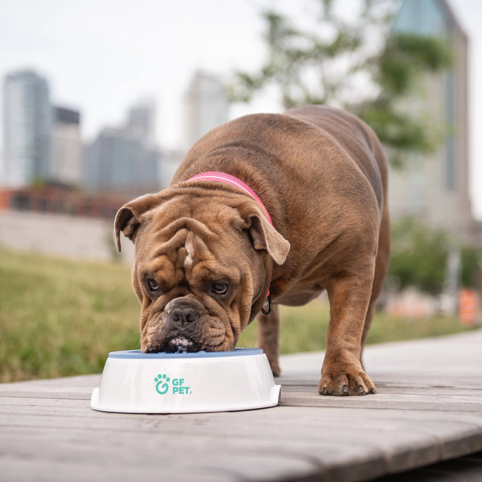 Ice Bowl - Pet Cooling Water Bowl by GF Pet