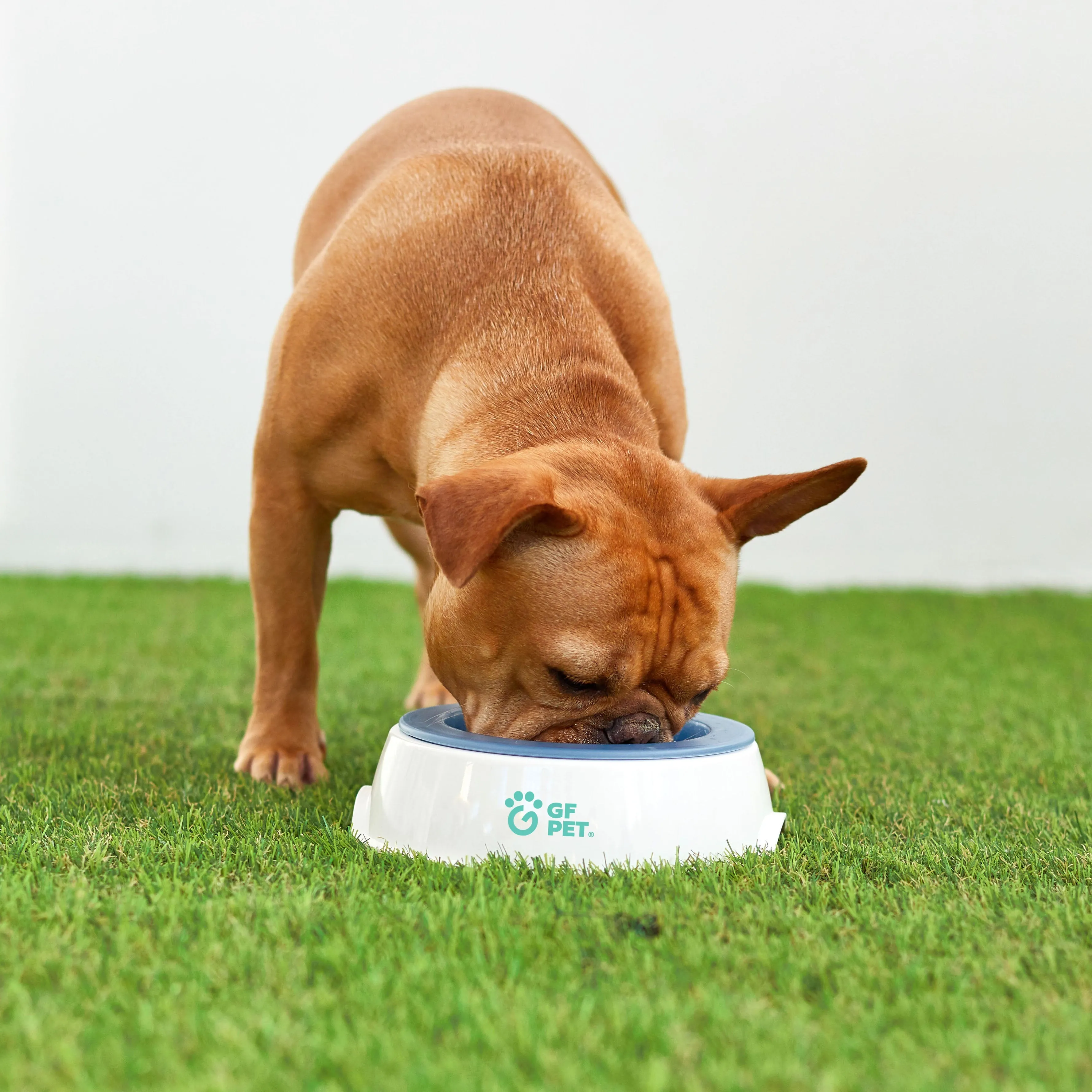 Ice Bowl - Pet Cooling Water Bowl by GF Pet